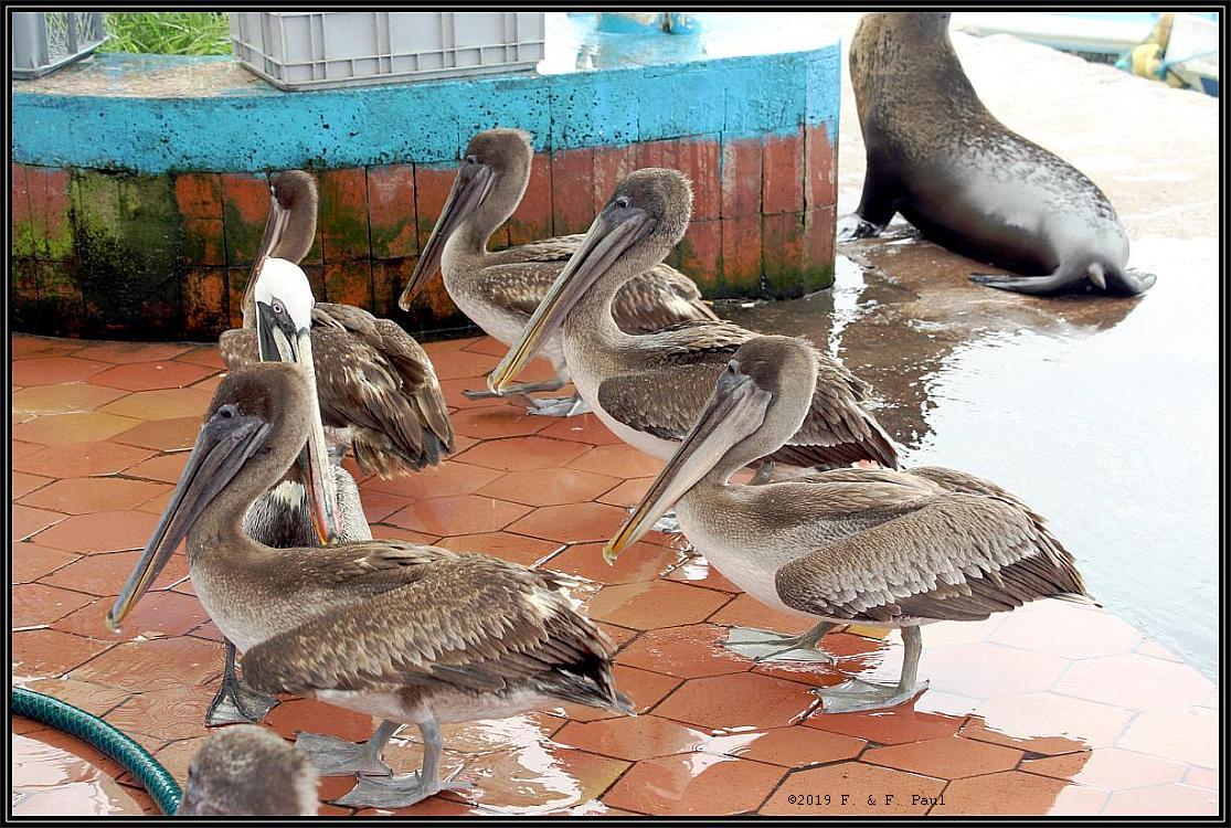 Invasion der Pelikane