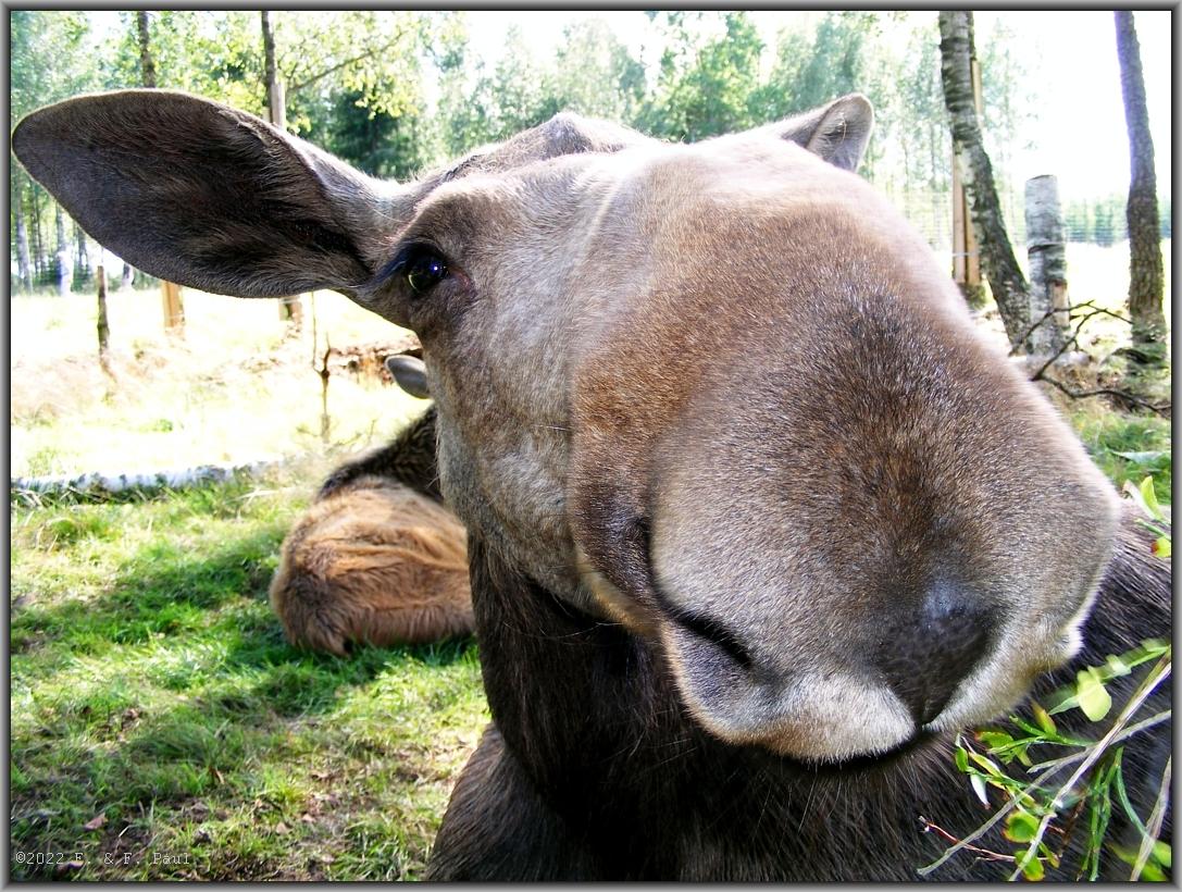 Elinge