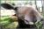 Elinge