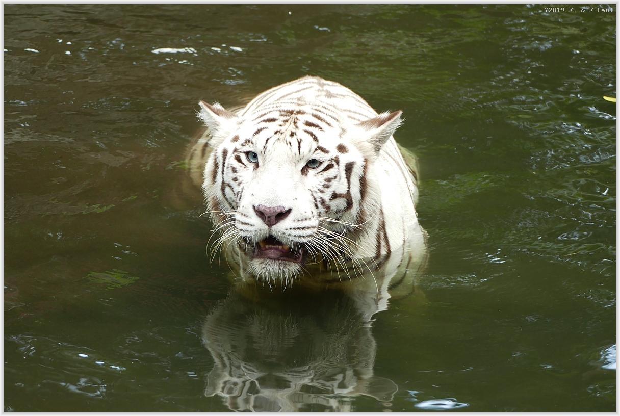 Der wei�e Tiger im Zoo...