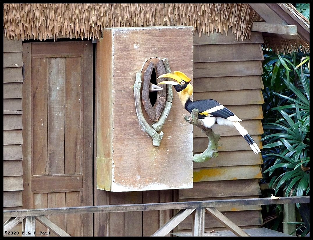 Hornvogel